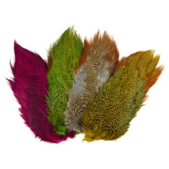 Ringneck Pheasant Rump Patch