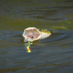 Howitzer Popper Heads -Vis Freaks Verkoop SS HP WLr 4